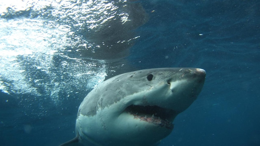 Fishermen fined over shark catch