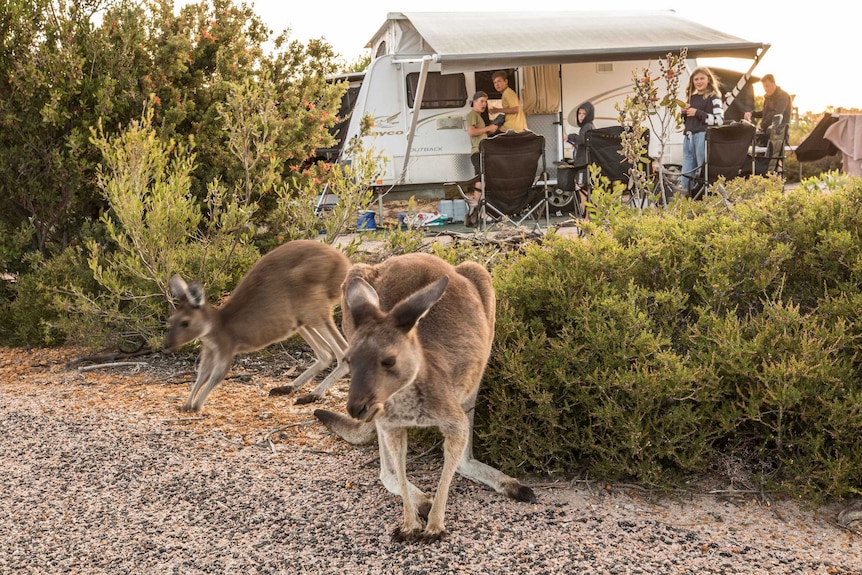 Kangaroos at a camp site in the bush.