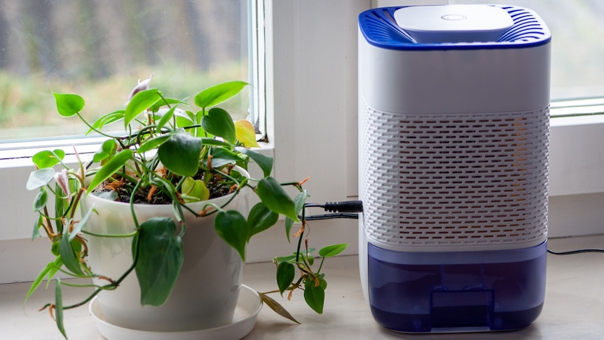 A small dehumidifier on a windowsill next to a house plant.