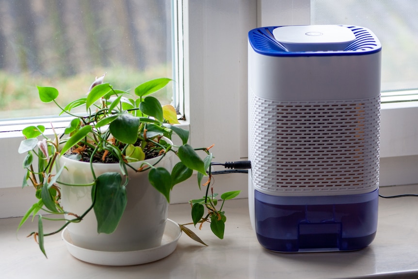 A small dehumidifier on a windowsill next to a house plant.