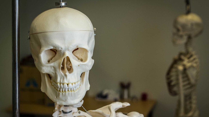 Model skeletons hang in an anatomy laboratory.
