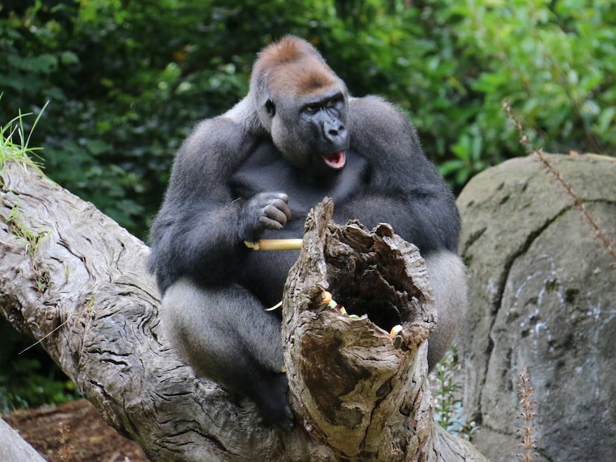 Otana the western lowland gorilla