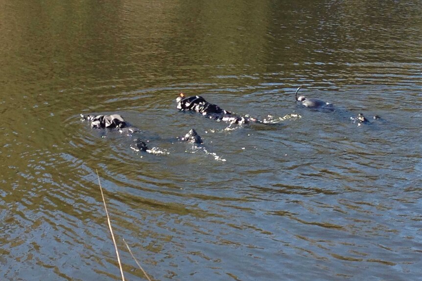 Police divers search a muddy river.