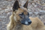 A dingo looks away from the camera.