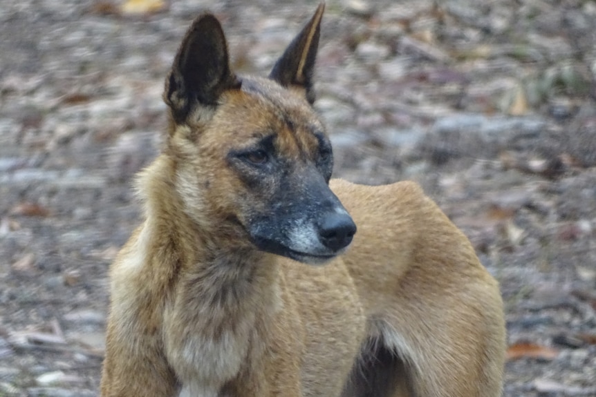 A dingo looking away from the camera.