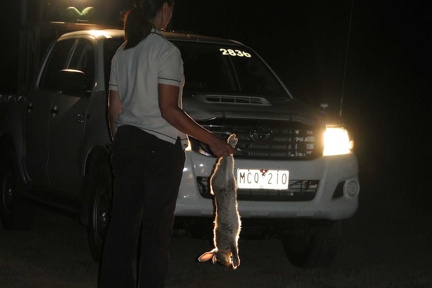 Dr Tarnya Cox, RHD Boost Project Leader collecting blood and tissue samples from rabbits during a spotlight count.