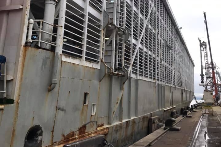 A rusty live cattle ship docked.