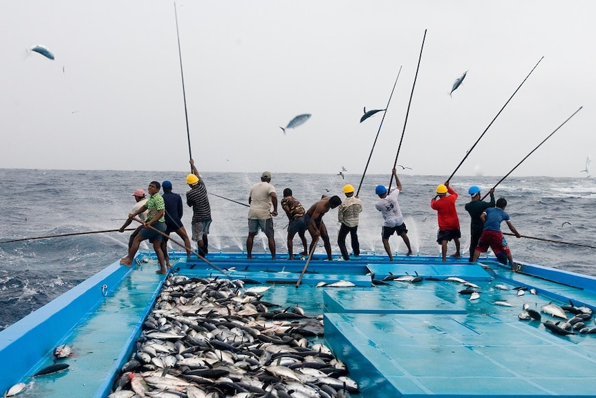A dozen fishermen from the Maldives use poles to catch skipjack tuna and fling them onto the boat.