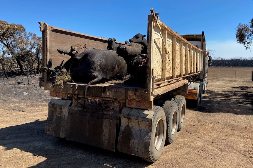 Dead black cattle on the back of a truck.