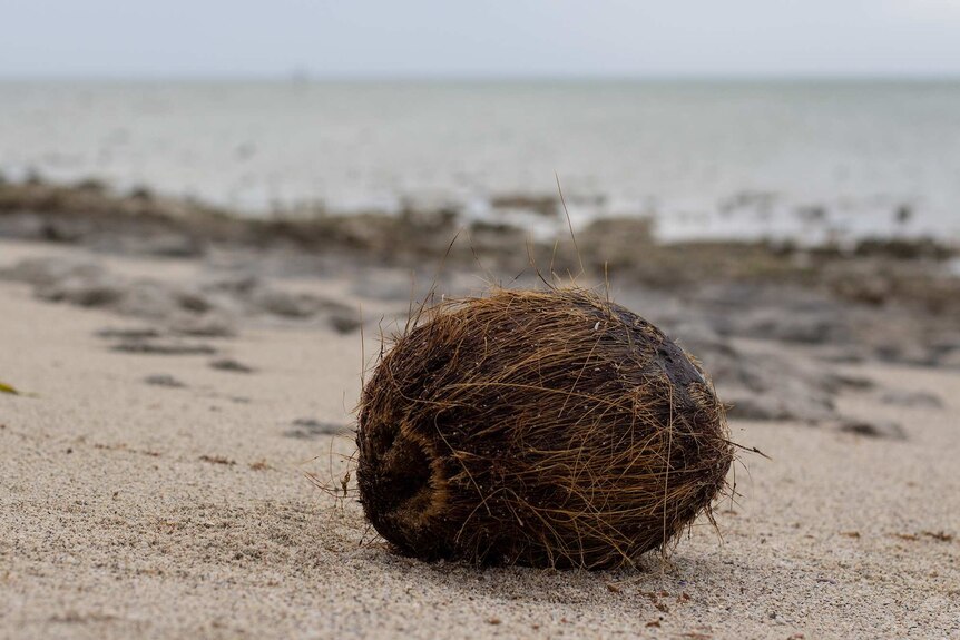 A coconut on a beach.