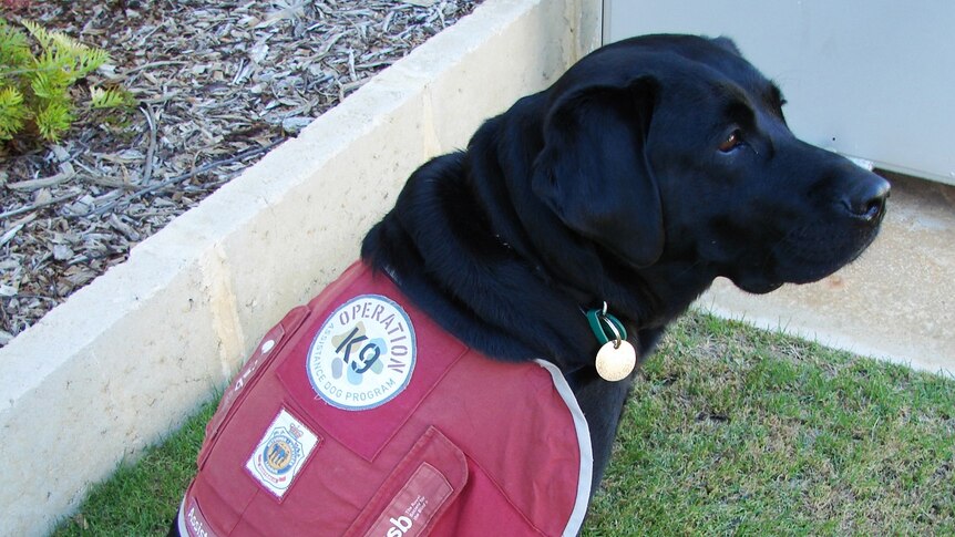 Ruby the assistance dog