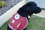 Ruby the assistance dog
