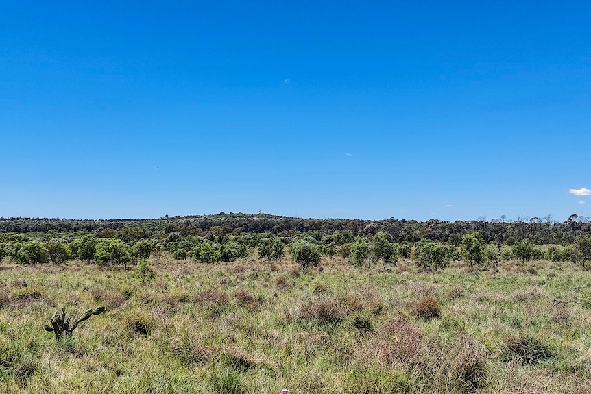 landscape with bush scrub