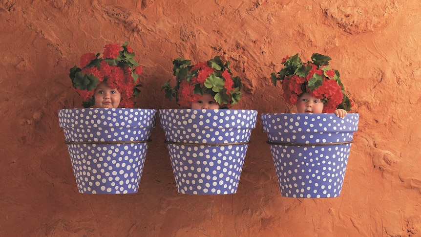 An Anne Geddes photograph of three babies in flower pots