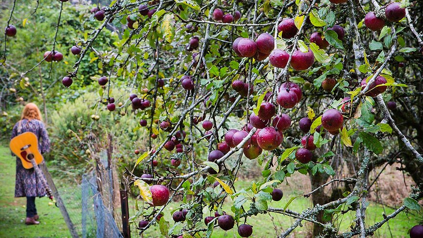 Home amongst the apples