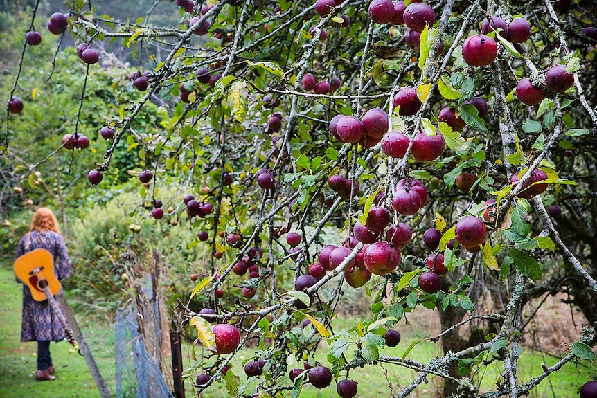 Home amongst the apples