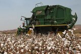 Crop of GM cotton
