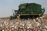 Crop of GM cotton