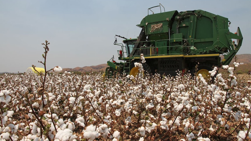 the Ord Valley crop of GM cotton