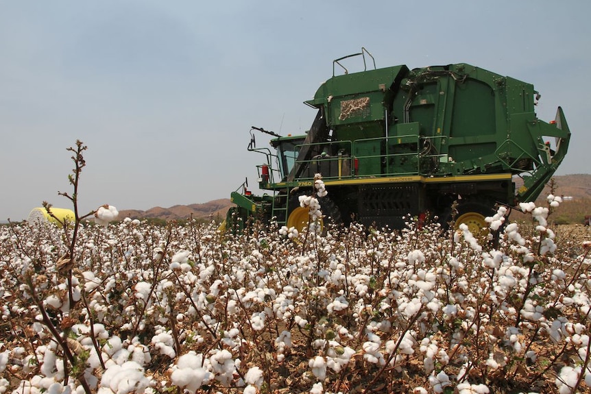 Crop of GM cotton