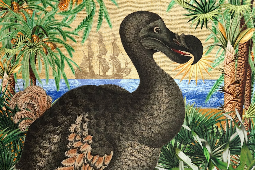 An illustration of a dodo on an island, surrounded by foliage as a ship sails past.