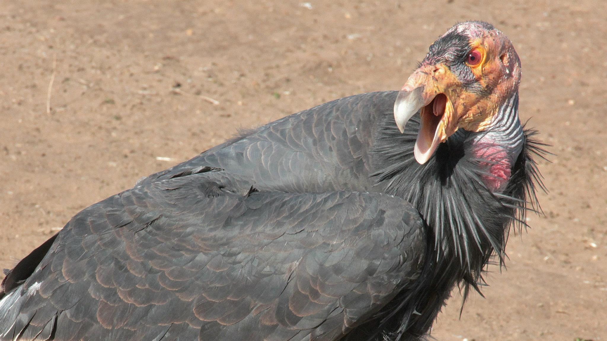 A large bird with a bald pink head. 