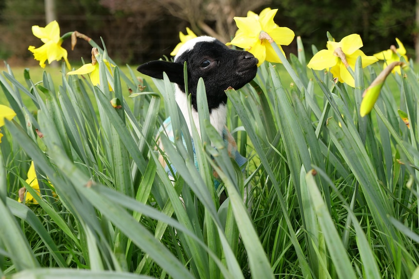 A tiny lamb with a black face and white body stands amongst a field of yellow daffodils and is shorter
