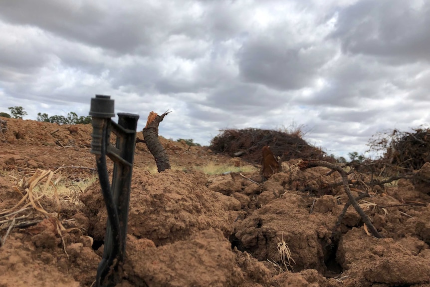 Bulldozed trees at the Big Cherry farm