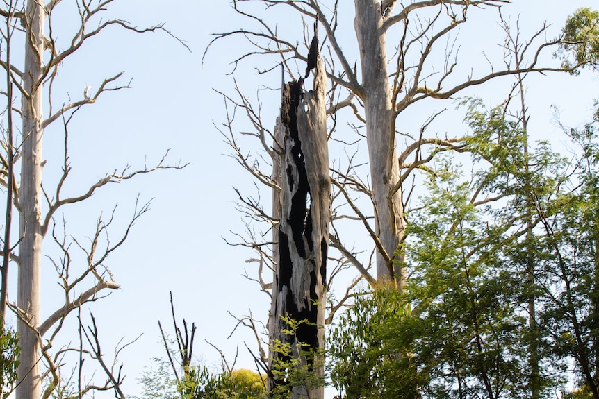 Mountain ash trees in Cambarville, Victoria.