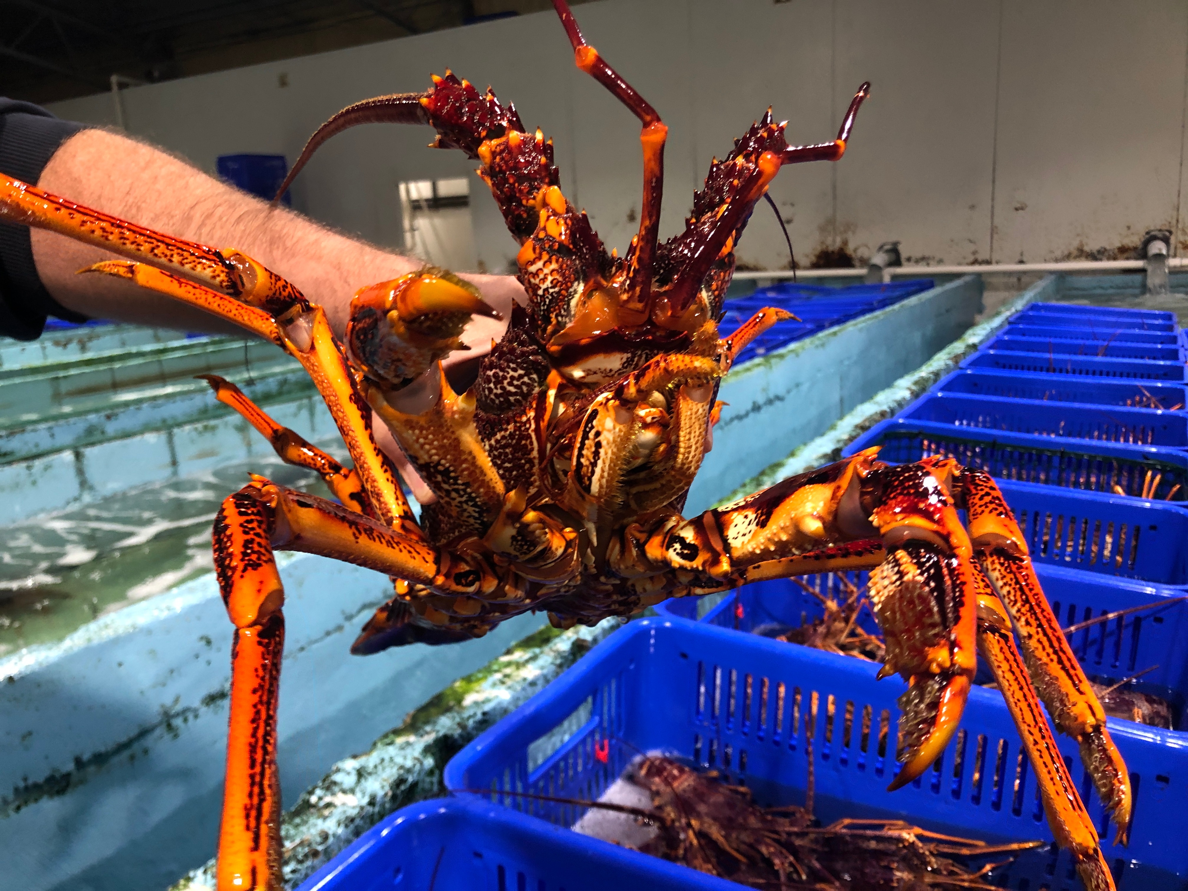 Signs China Will Discuss Lifting Trade Ban, But Lobster Fishers Say ...