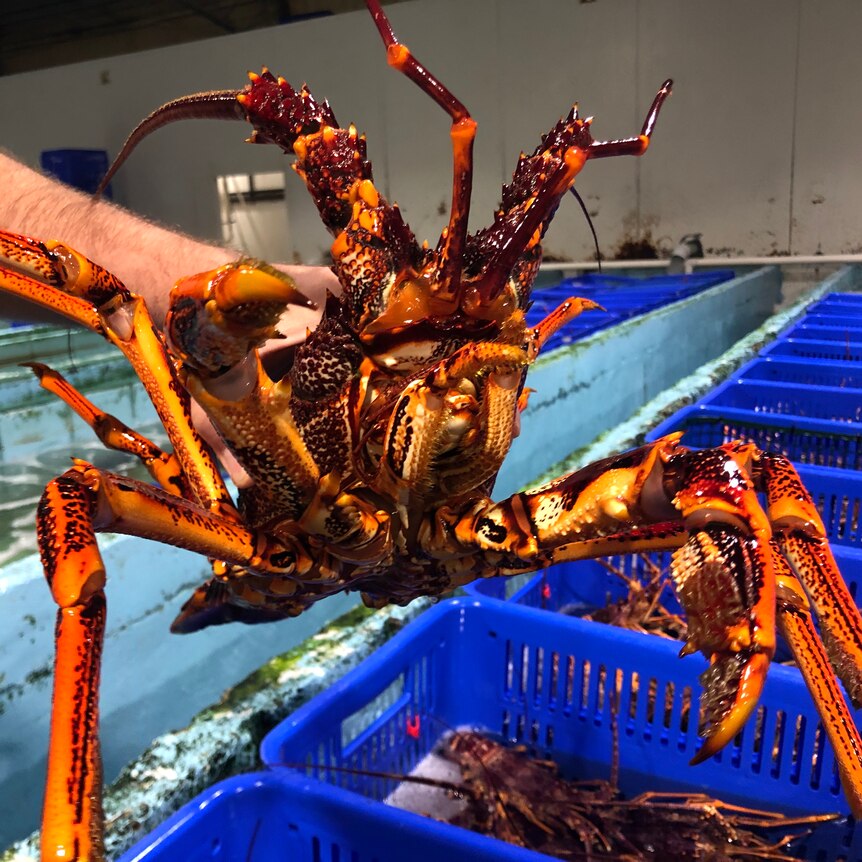 A man holds a Southern rock lobster