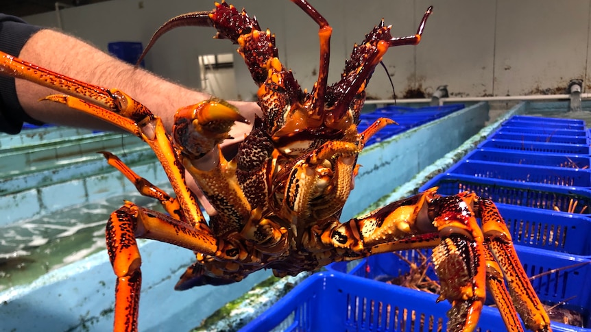 A man holds a Southern rock lobster