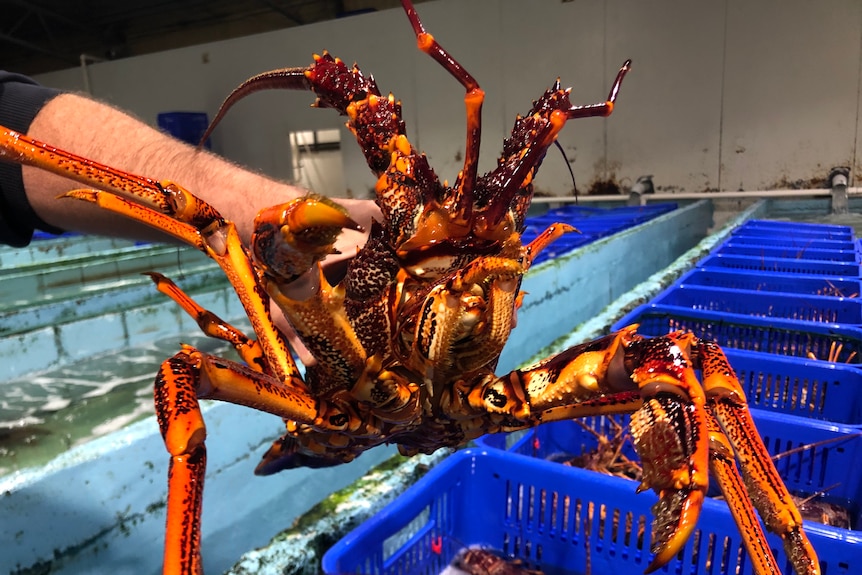 A man holds a Southern rock lobster