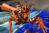 A man's hand holds a large lobster.