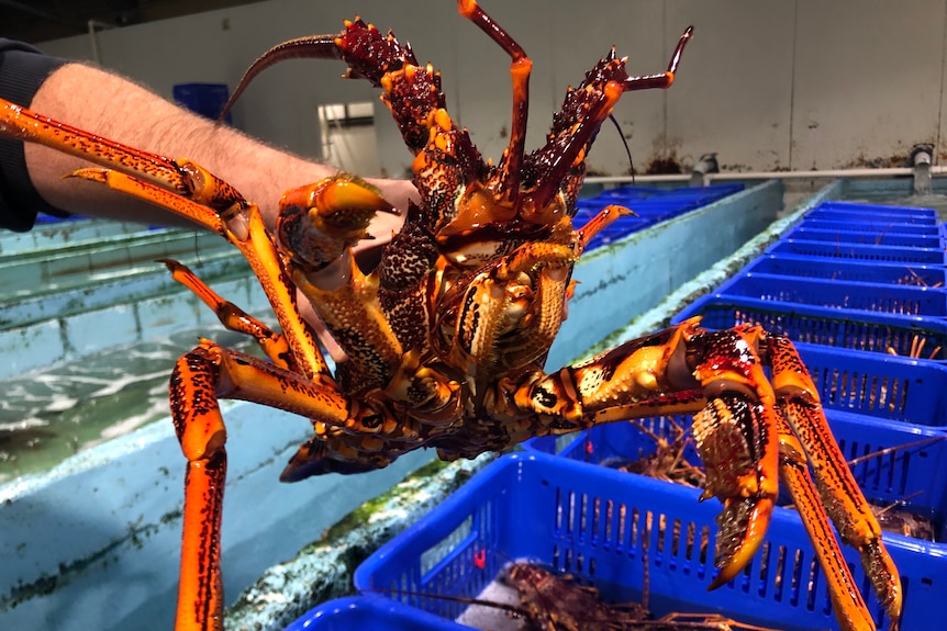 Un homme tient une langouste du sud