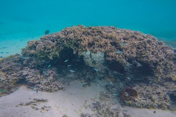 Photo sous-marine d'eau turquoise, de corail, dont certaines parties ont blanchi.