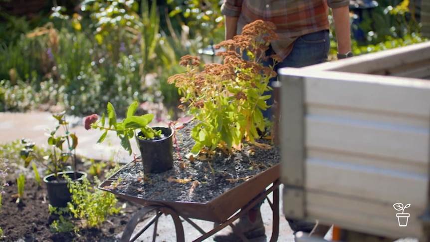 Old-style wheelbarrow full of plants being pushed