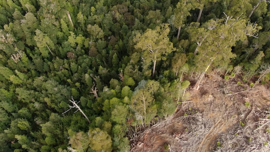 An aerial photo of part of the Tarkine rainforest. One corner of the photo shows a section of cleared, felled trees.