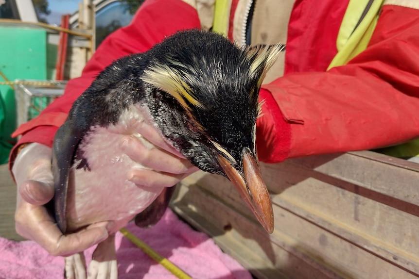 The remains of a Fiordland penguin are placed into the back of a ute