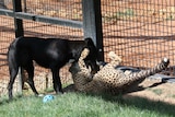 A dog stands over a cheetah cub while wrestling in front of a metal fence.