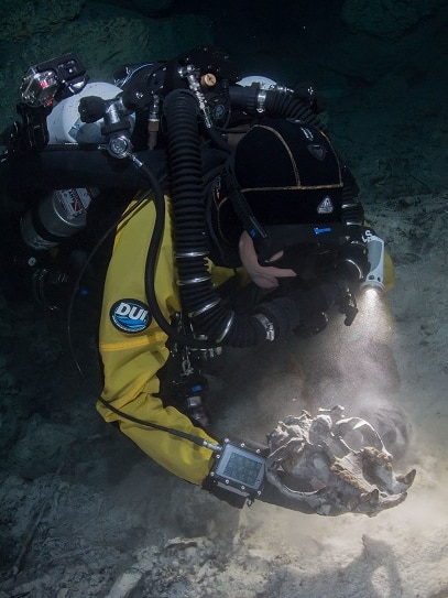 A diver recovers the skull of a short-faced bear.