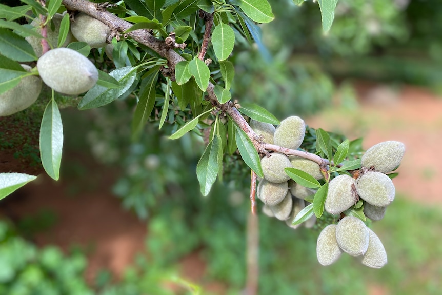 A close up of furry green furry almonds in an orchard