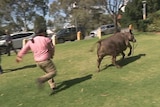 Steer makes a break for it at WA Parliament