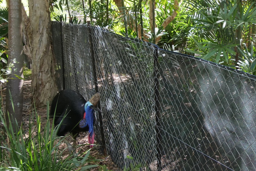 a female cassowary stands near a mesh fence cover, a male cassowary stands on the other side of the fence