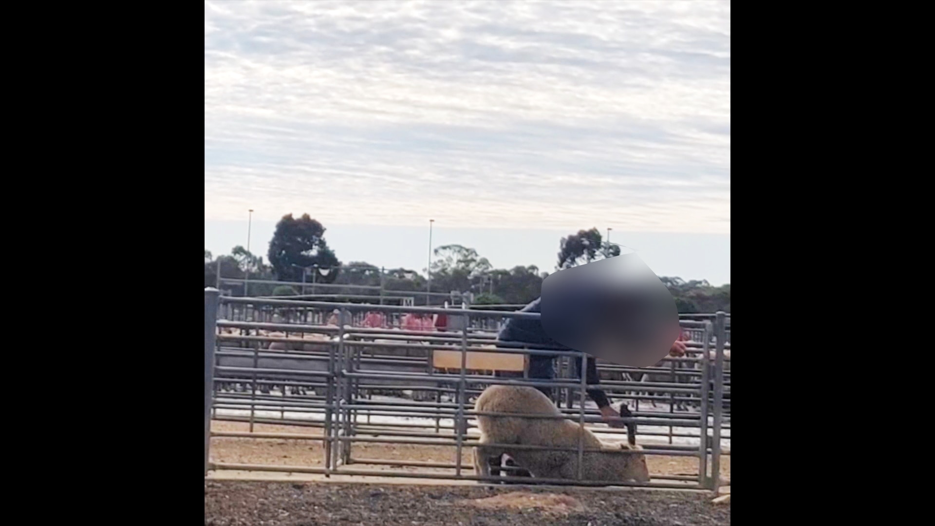 A worker euthanasing a sheep