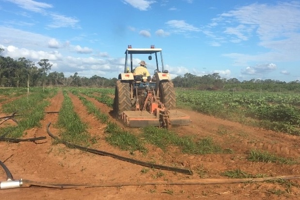 illegal tobacco crops being ploughed and destroyed