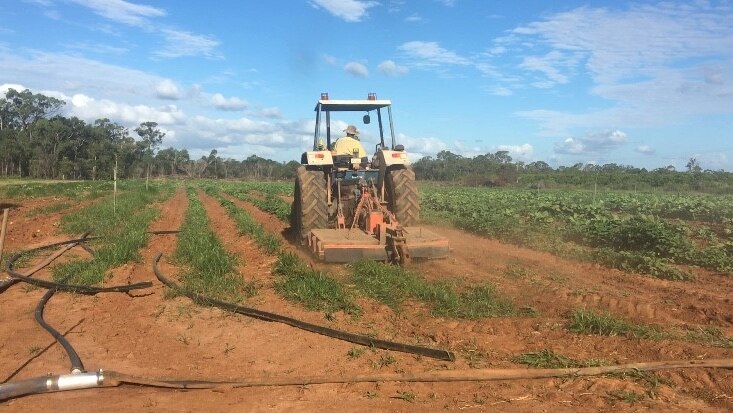 illegal tobacco crops being ploughed and destroyed