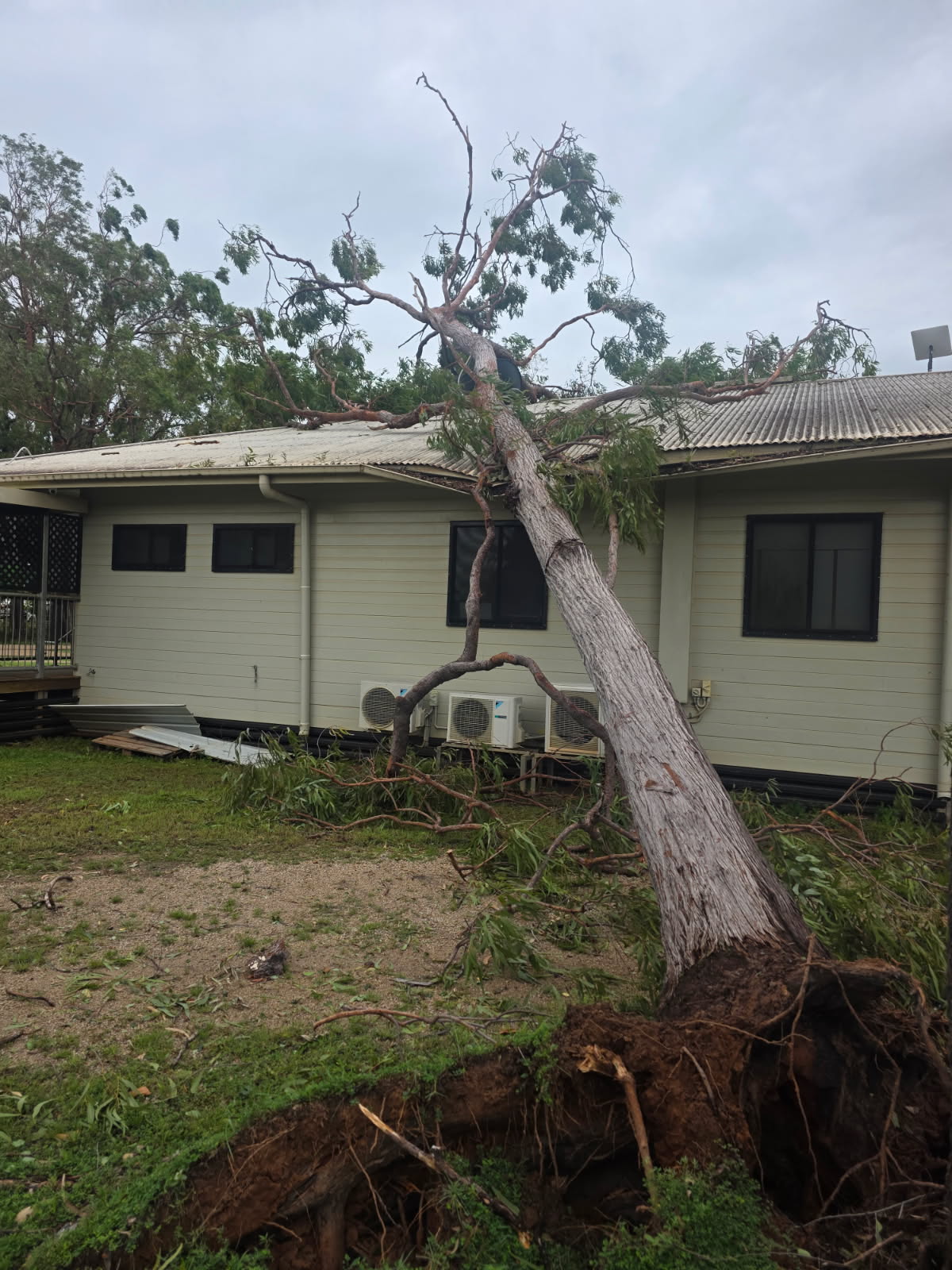 Imagen de un gran árbol que ha caído sobre una casa.