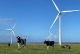 Wind turbines tower over cows in a green paddock, with blue sky behind