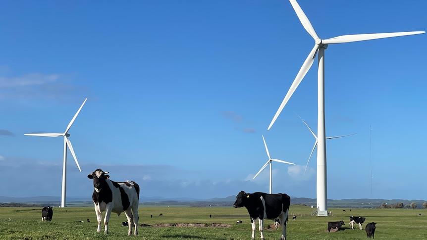 Cattle stand before several wind turbines. 